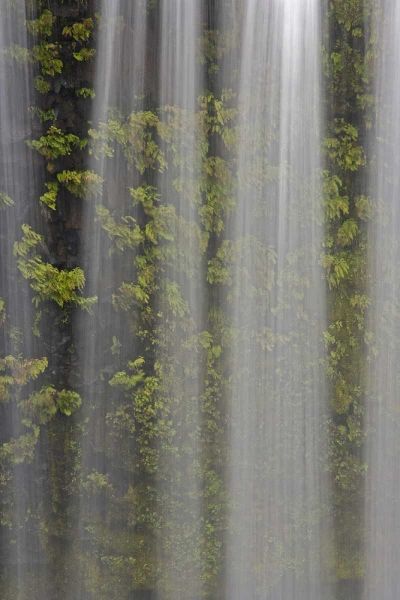 OR, Willamette NF Koosah Falls and ferns